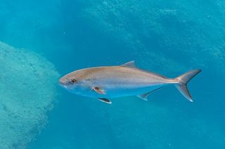 Amberjack (Seriola dumerili) — fish identification chart photo