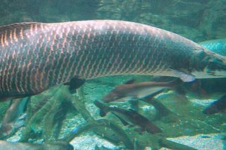 Arapaima (Arapaima gigas) — freshwater fish identification photo