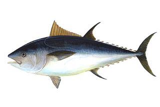 Atlantic Bluefin Tuna (Thunnus thynnus) — fish identification chart photo