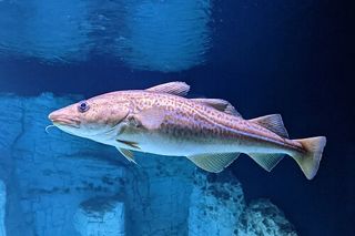 Atlantic Cod (Gadus morhua) — saltwater fish identification photo