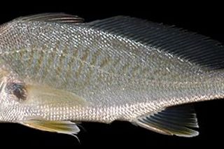 Atlantic Croaker (Micropogonias undulatus) — Gulf of Mexico fish identification photo