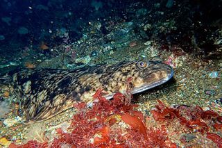 Atlantic Halibut (Hippoglossus hippoglossus) — saltwater fish identification photo