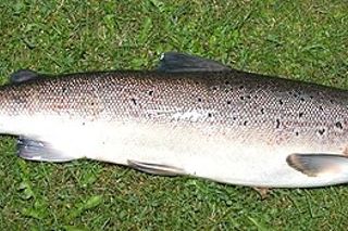 Atlantic Salmon (Salmo salar) — freshwater fish identification photo