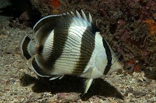 Banded Butterflyfish (Chaetodon striatus)