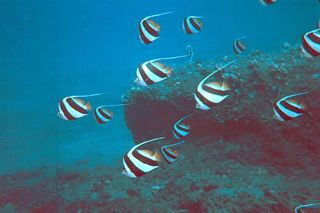 Bannerfish (Heniochus acuminatus)