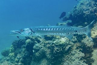 Barracuda (Sphyraena barracuda) — Caribbean fish identification photo