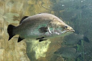 Barramundi (Lates calcarifer) — freshwater fish identification photo