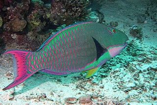 Bicolor Parrotfish (Cetoscarus bicolor)