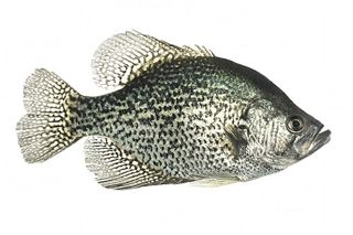 Black Crappie (Pomoxis nigromaculatus) — freshwater fish identification photo