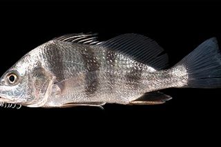 Black Drum (Pogonias cromis) — Gulf of Mexico fish identification photo