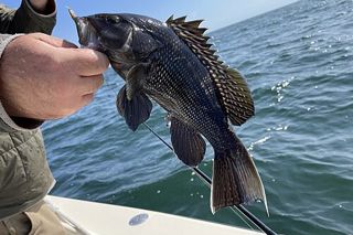 Black Sea Bass (Centropristis striata) — saltwater fish identification photo