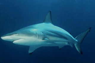 Blacktip Shark (Carcharhinus limbatus) — Gulf of Mexico fish identification photo