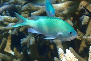 Blue-green Chromis (Chromis viridis) — reef fish identification photo