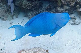 Blue Parrotfish (Scarus coeruleus)