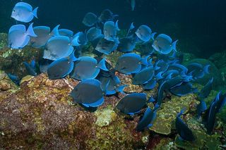 Blue Tang (Acanthurus coeruleus) — Caribbean fish identification photo