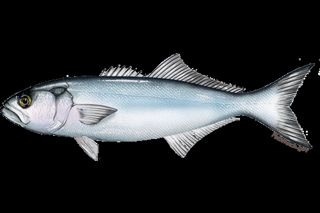 Bluefish (Pomatomus saltatrix) — saltwater fish identification photo