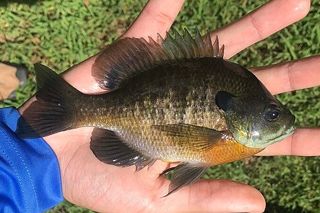 Bluegill (Lepomis macrochirus) — freshwater fish identification photo
