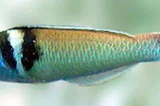 Bluehead Wrasse (Thalassoma bifasciatum) — Caribbean fish identification photo