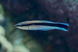 Bluestreak Cleaner Wrasse (Labroides dimidiatus) — reef fish identification photo