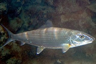 Bonefish (Albula vulpes) — Caribbean fish identification photo