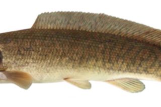Bowfin (Amia calva) — freshwater fish identification photo