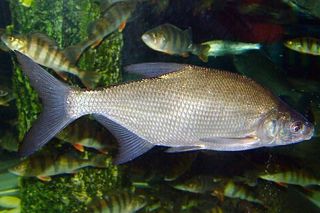 Bream (Abramis) (Abramis brama) — freshwater fish identification photo