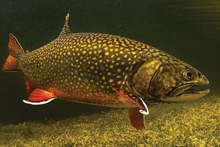 Brook Trout (Salvelinus fontinalis) — freshwater fish identification photo