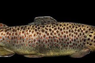 Brown Trout (Salmo trutta) — freshwater fish identification photo