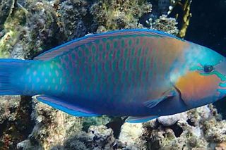 Bullethead Parrotfish (Chlorurus sordidus)