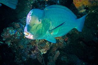 Bumphead Parrotfish (Bolbometopon muricatum)