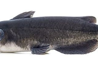 Channel Catfish (Ictalurus punctatus) — freshwater fish identification photo