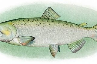 Chinook Salmon (Oncorhynchus tshawytscha) — freshwater fish identification photo