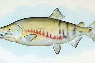 Chum Salmon (Oncorhynchus keta) — salmon identification photo