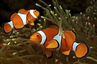 Clownfish (Amphiprioninae) — fish identification chart photo
