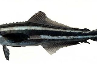 Cobia (Rachycentron canadum) — fish identification chart photo