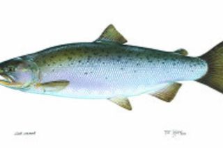Coho Salmon (Oncorhynchus kisutch) — salmon identification photo