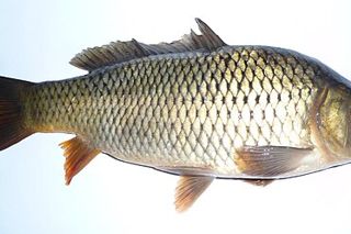 Common Carp (Cyprinus carpio) — freshwater fish identification photo