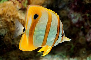 Copperband butterflyfish — butterfly fish identification photo