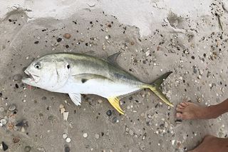 Crevalle Jack (Caranx hippos) — Florida fish identification photo