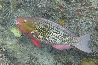 Ember Parrotfish (Scarus rubroviolaceus)