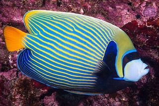 Emperor Angelfish (Pomacanthus imperator) — reef fish identification photo