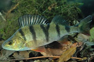 European Perch (Perca fluviatilis) — freshwater fish identification photo
