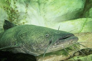 Flathead Catfish (Pylodictis olivaris) — freshwater fish identification photo