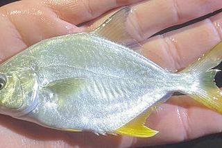 Florida Pompano (Trachinotus carolinus) — Florida fish identification photo