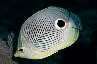 Foureye Butterflyfish (Chaetodon capistratus)