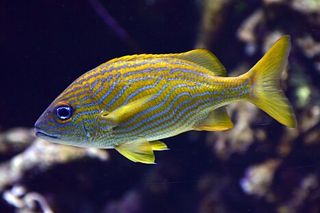 French Grunt (Haemulon flavolineatum) — Caribbean fish identification photo