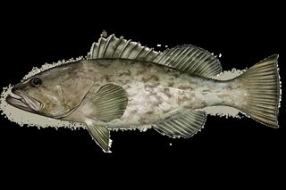 Gag Grouper (Mycteroperca microlepis) — Florida fish identification photo