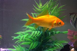 Goldfish (Carassius auratus) — freshwater fish identification photo