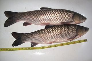 Grass Carp (Ctenopharyngodon idella) — freshwater fish identification photo