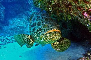 Grouper (Goliath) (Epinephelus itajara) — Caribbean fish identification photo
